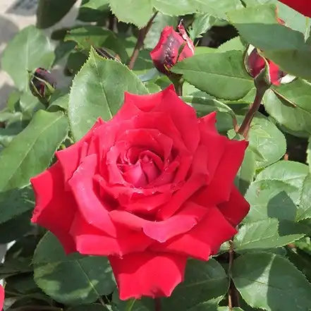 Trandafiri hibrizi Tea - Trandafiri - Ruby Wedding™ - 